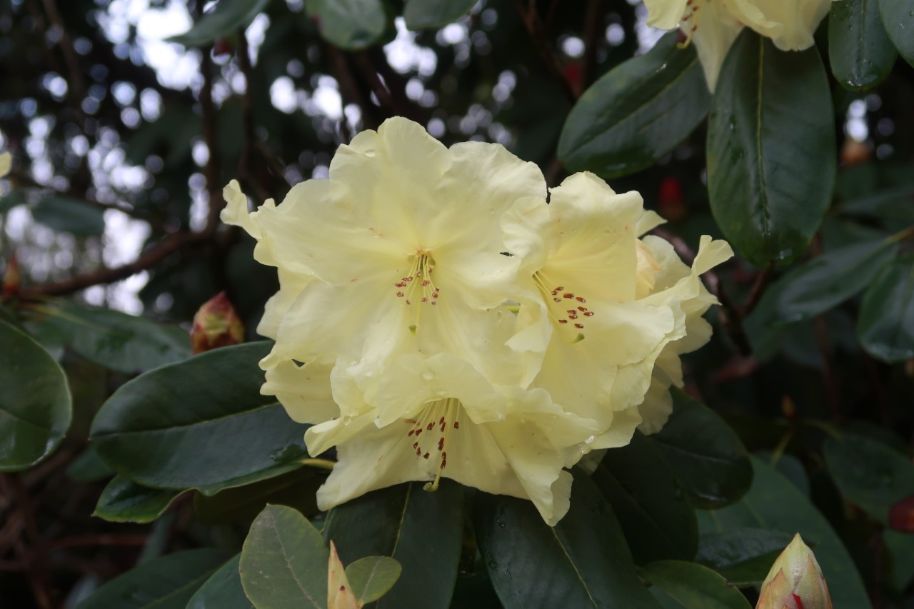 Hawk Group 'Crest' AGM